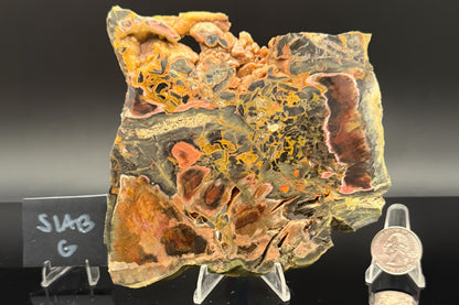 Turkish Petrified Wood (Unpolished)