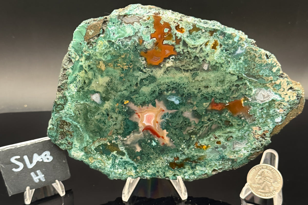 Turkish Limbcast with Agatized Chrysocolla (Unpolished)