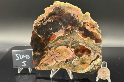 Turkish Petrified Wood (Unpolished)