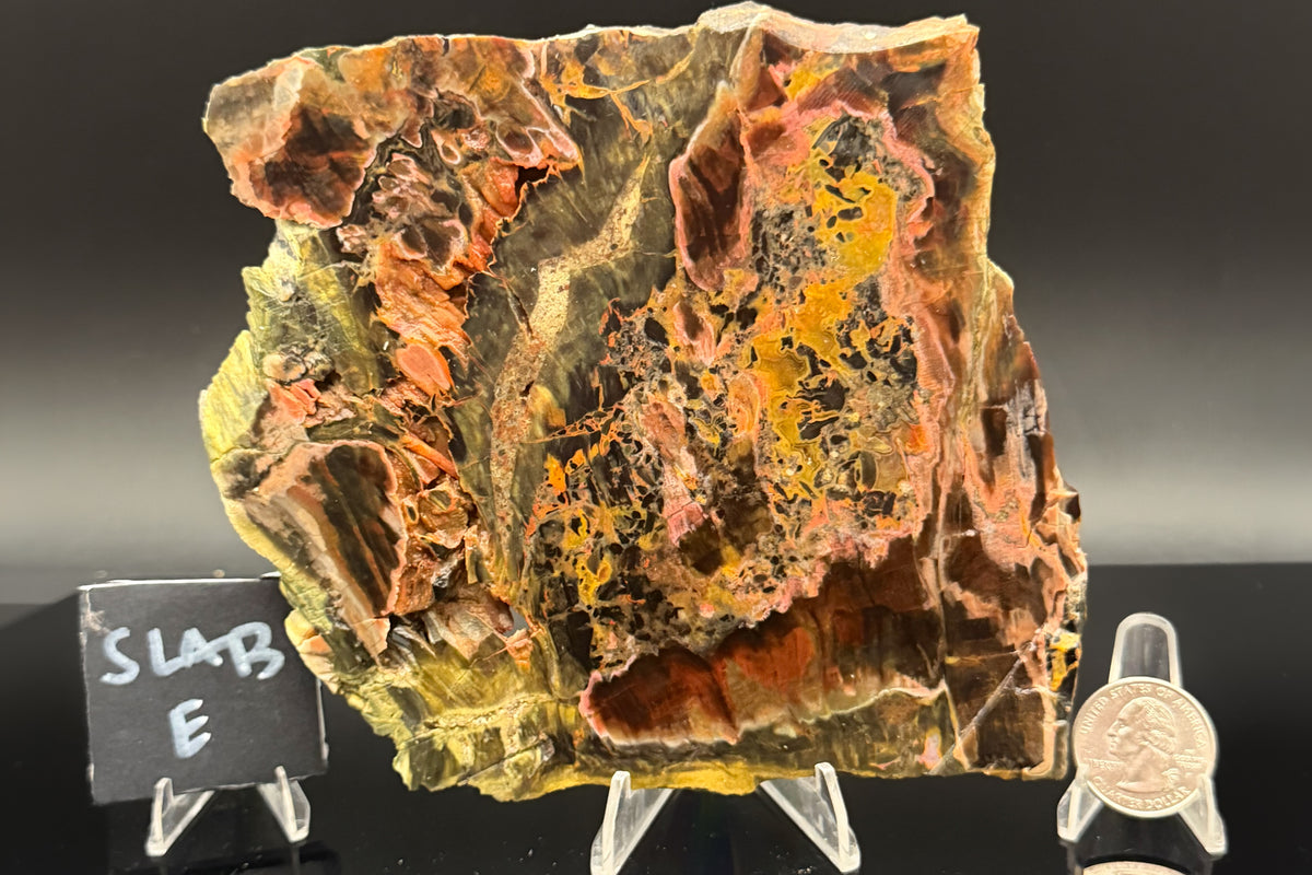 Turkish Petrified Wood (Unpolished)