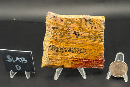 Leopard Skin Rhyolite (Unpolished)
