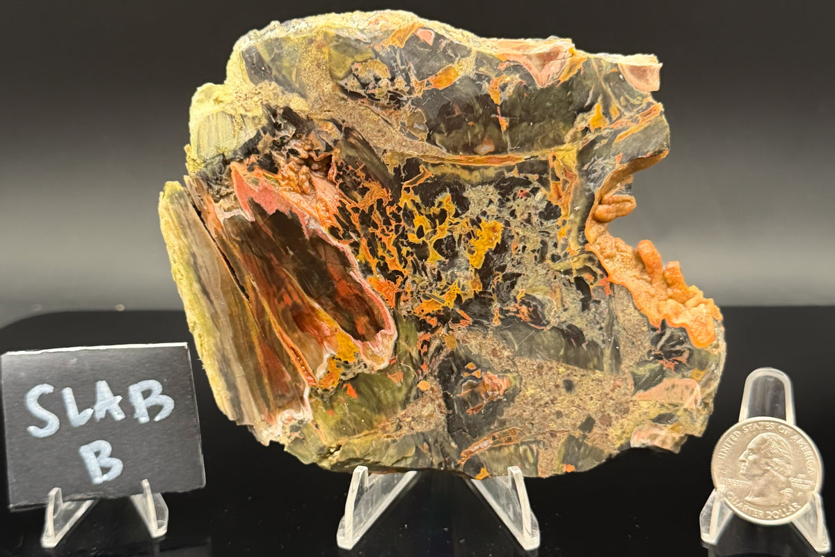 Turkish Petrified Wood (Unpolished)