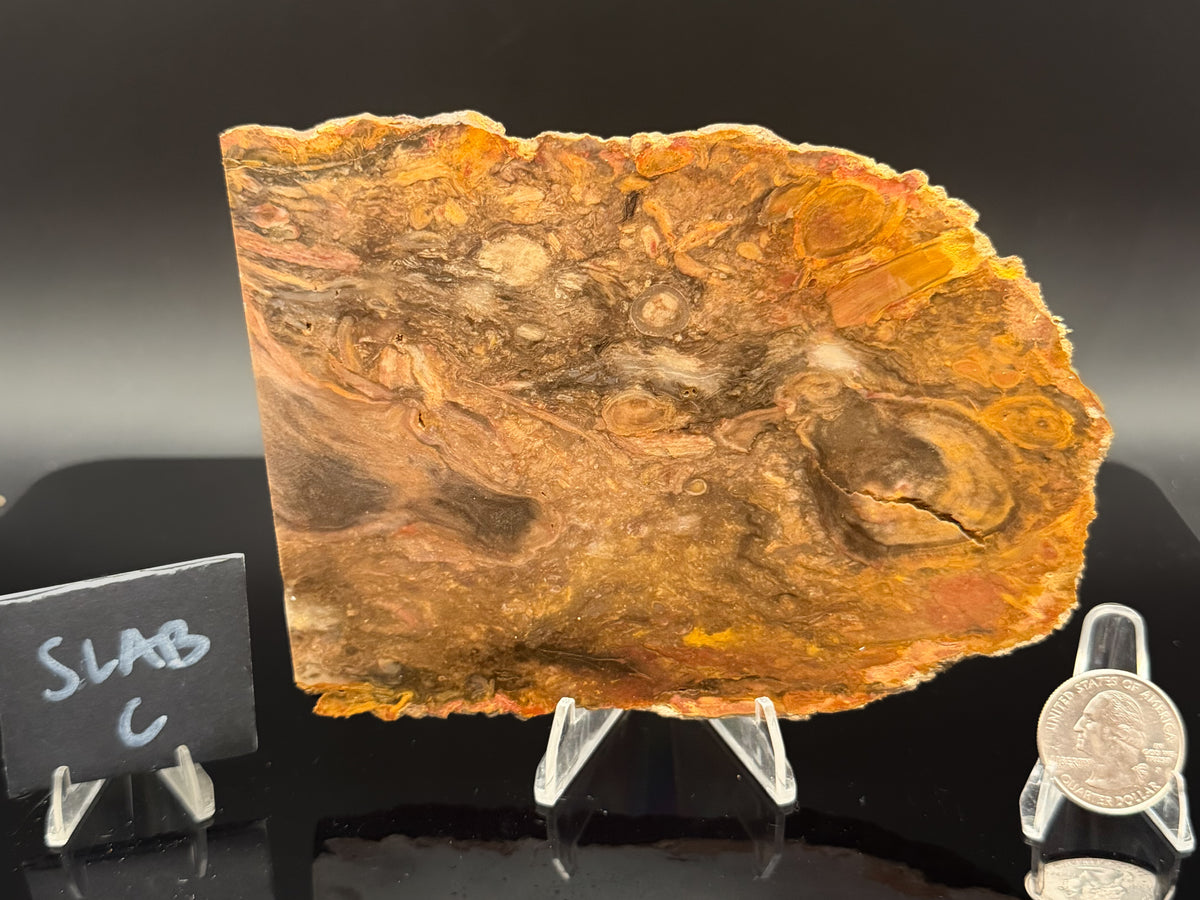 Jasperized Petrified Wood (Unpolished)