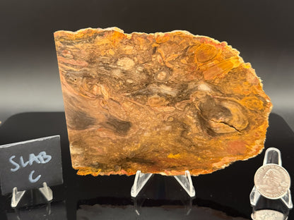 Jasperized Petrified Wood (Unpolished)