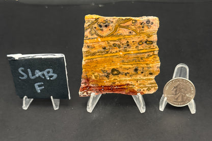 Leopard Skin Rhyolite (Unpolished)