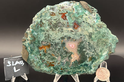 Turkish Limbcast with Agatized Chrysocolla (Unpolished)
