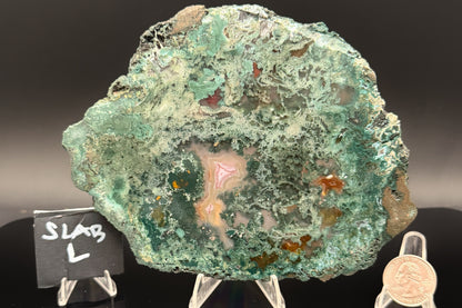 Turkish Limbcast with Agatized Chrysocolla (Unpolished)