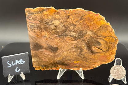 Jasperized Petrified Wood (Unpolished)