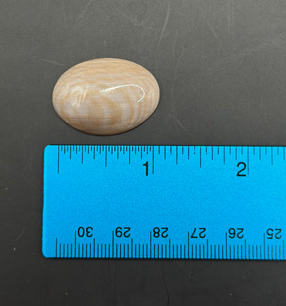 Badger Pocket Petrified Wood