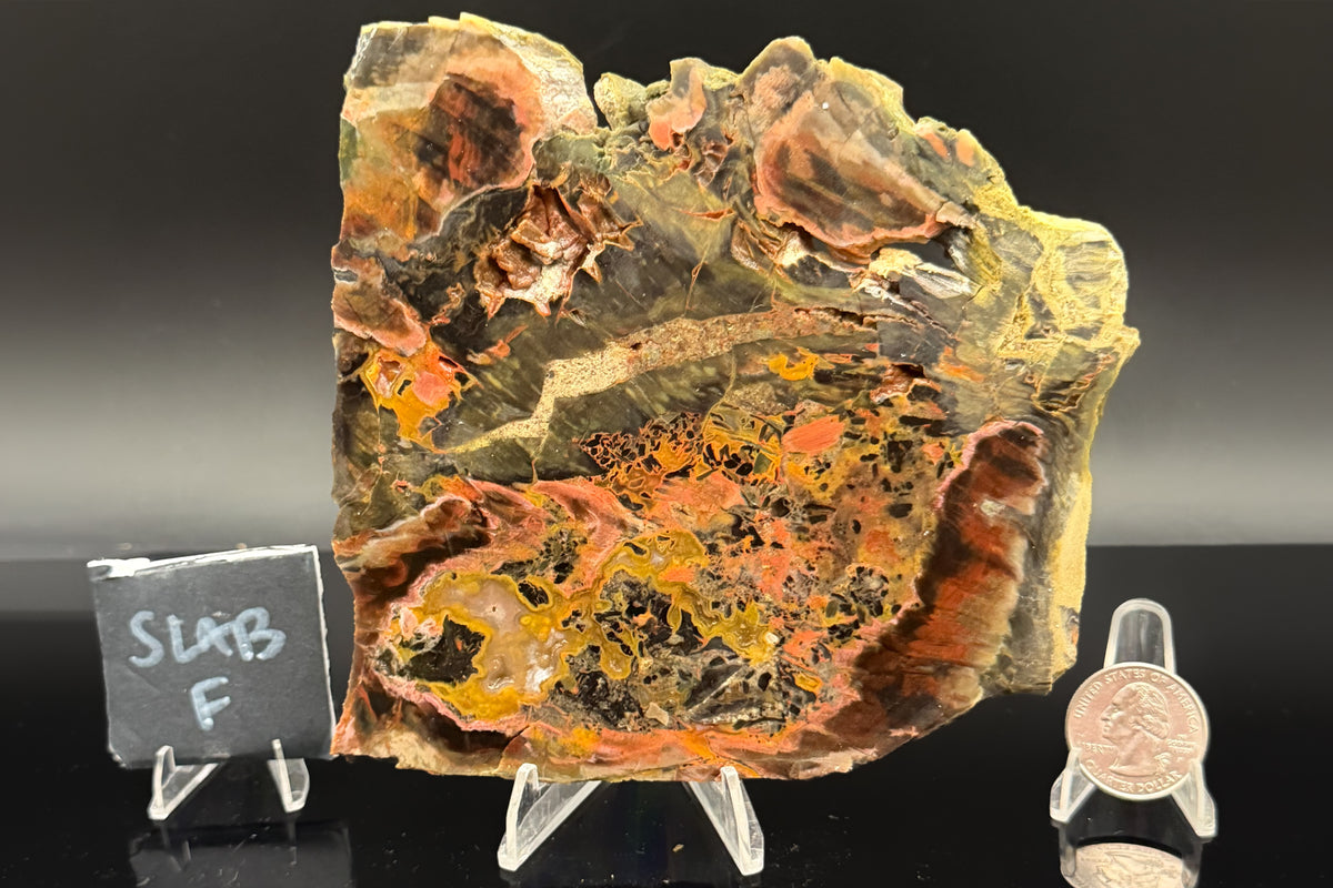Turkish Petrified Wood (Unpolished)