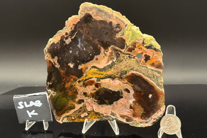 Turkish Petrified Wood (Unpolished)