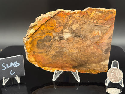 Jasperized Petrified Wood (Unpolished)
