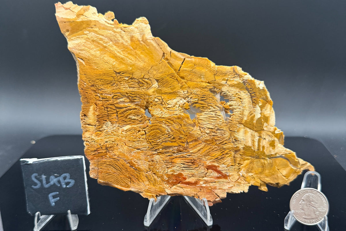 Howardite Jasper