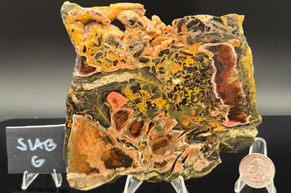 Turkish Petrified Wood (Unpolished)