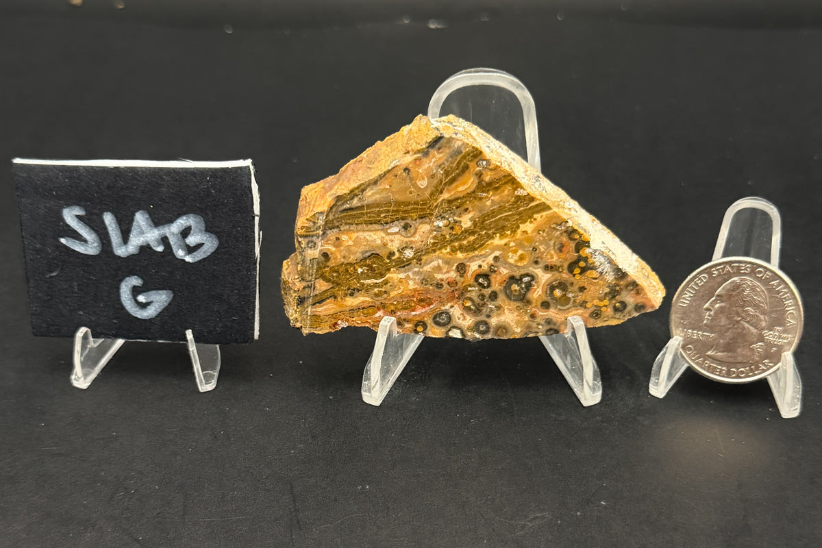 Leopard Skin Rhyolite (Unpolished)