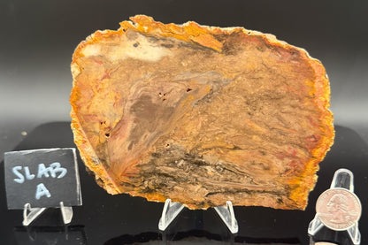 Jasperized Petrified Wood (Unpolished)