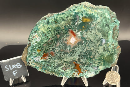 Turkish Limbcast with Agatized Chrysocolla (Unpolished)