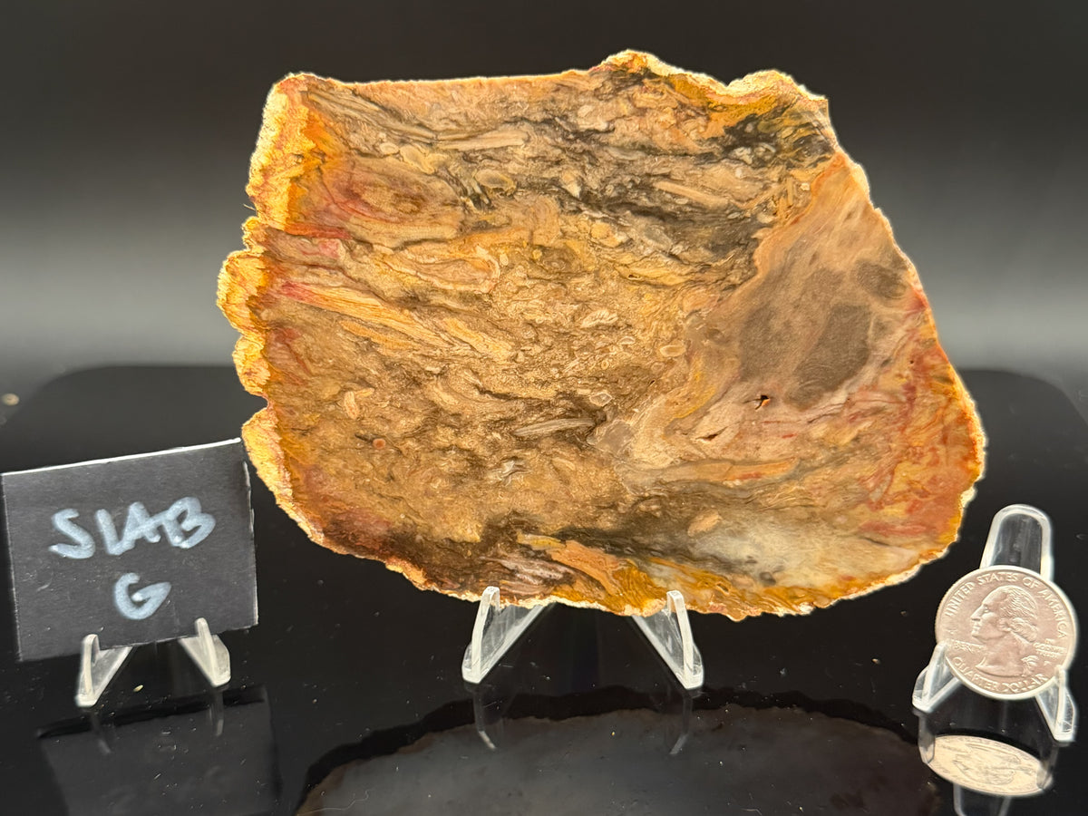 Jasperized Petrified Wood (Unpolished)