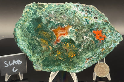 Turkish Limbcast with Agatized Chrysocolla (Unpolished)