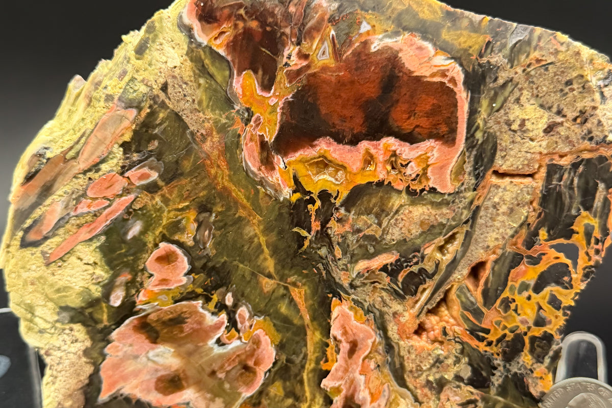 Turkish Petrified Wood (Unpolished)