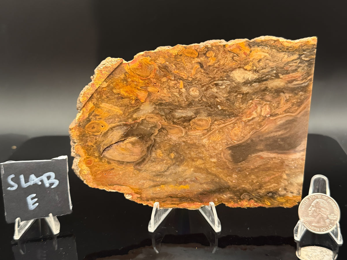 Jasperized Petrified Wood (Unpolished)