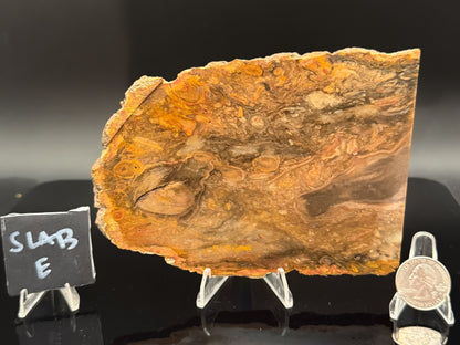 Jasperized Petrified Wood (Unpolished)