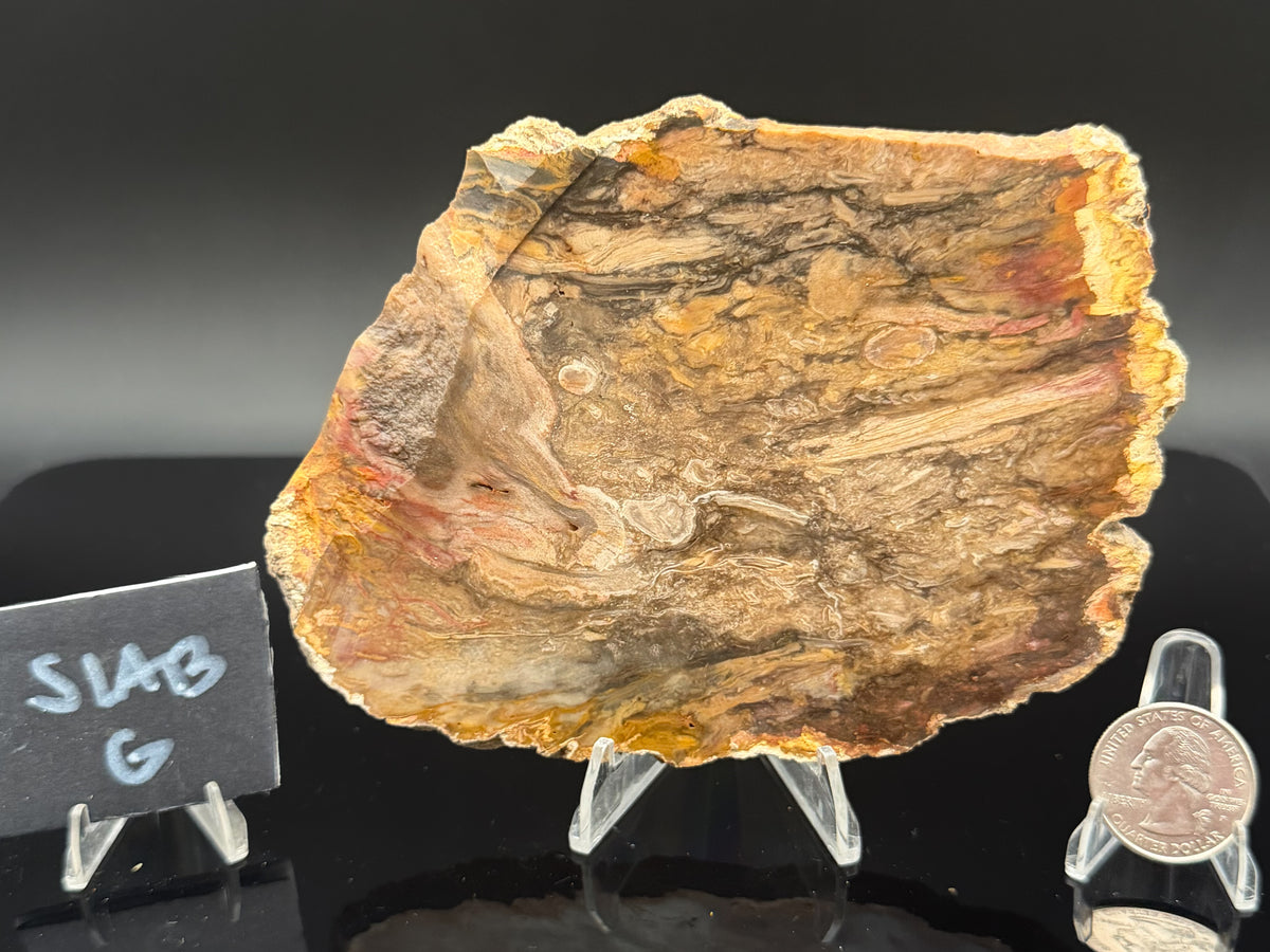 Jasperized Petrified Wood (Unpolished)