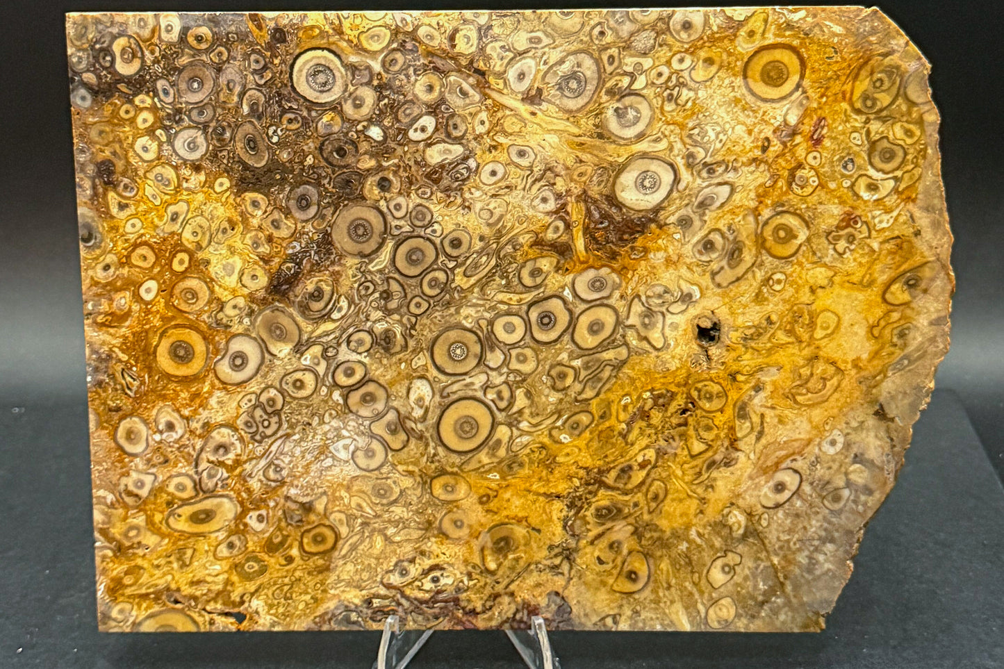 Fossilized Palm Wood