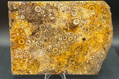 Fossilized Palm Wood