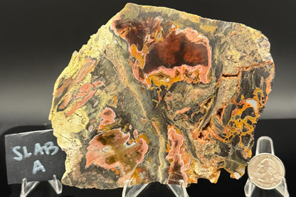 Turkish Petrified Wood (Unpolished)