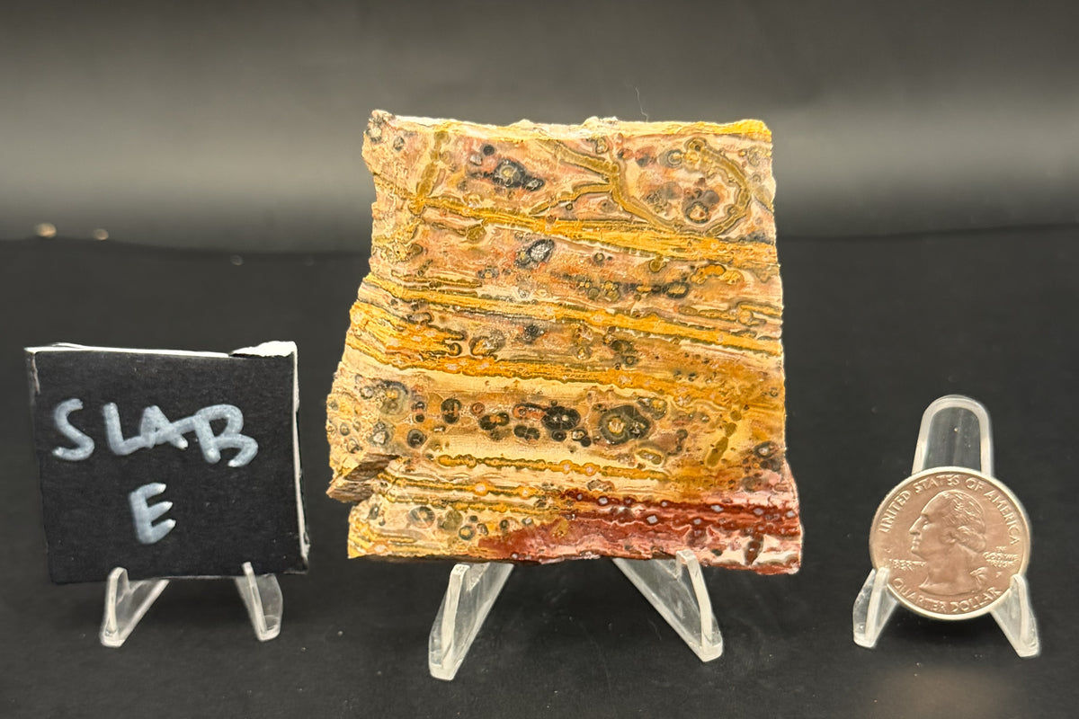 Leopard Skin Rhyolite (Unpolished)