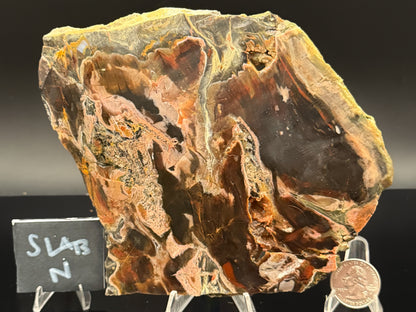 Turkish Petrified Wood (Unpolished)