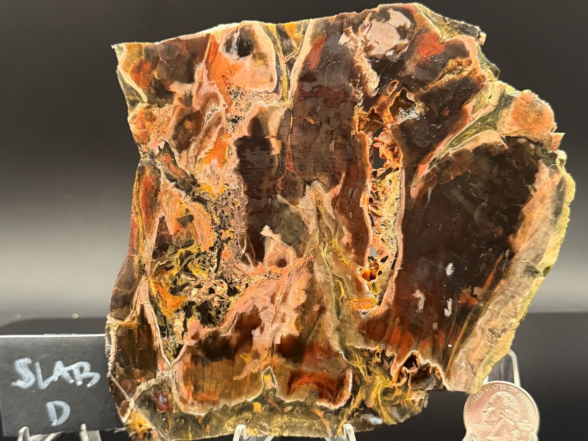 Turkish Petrified Wood (Unpolished)