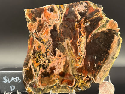 Turkish Petrified Wood (Unpolished)