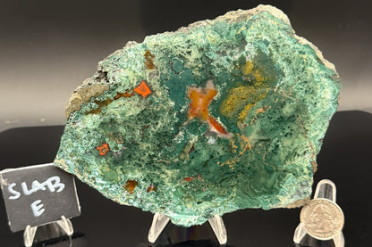Turkish Limbcast with Agatized Chrysocolla (Unpolished)