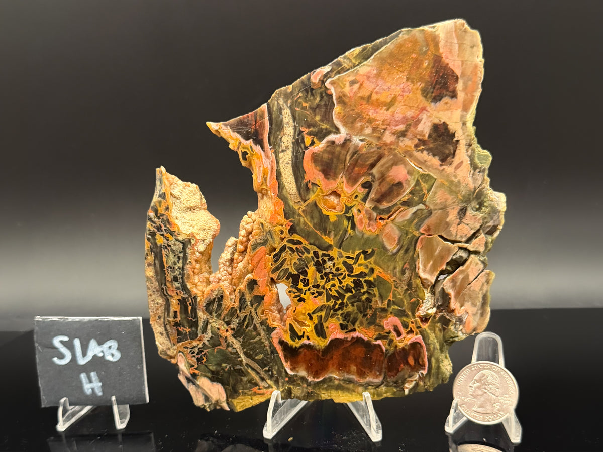 Turkish Petrified Wood (Unpolished)