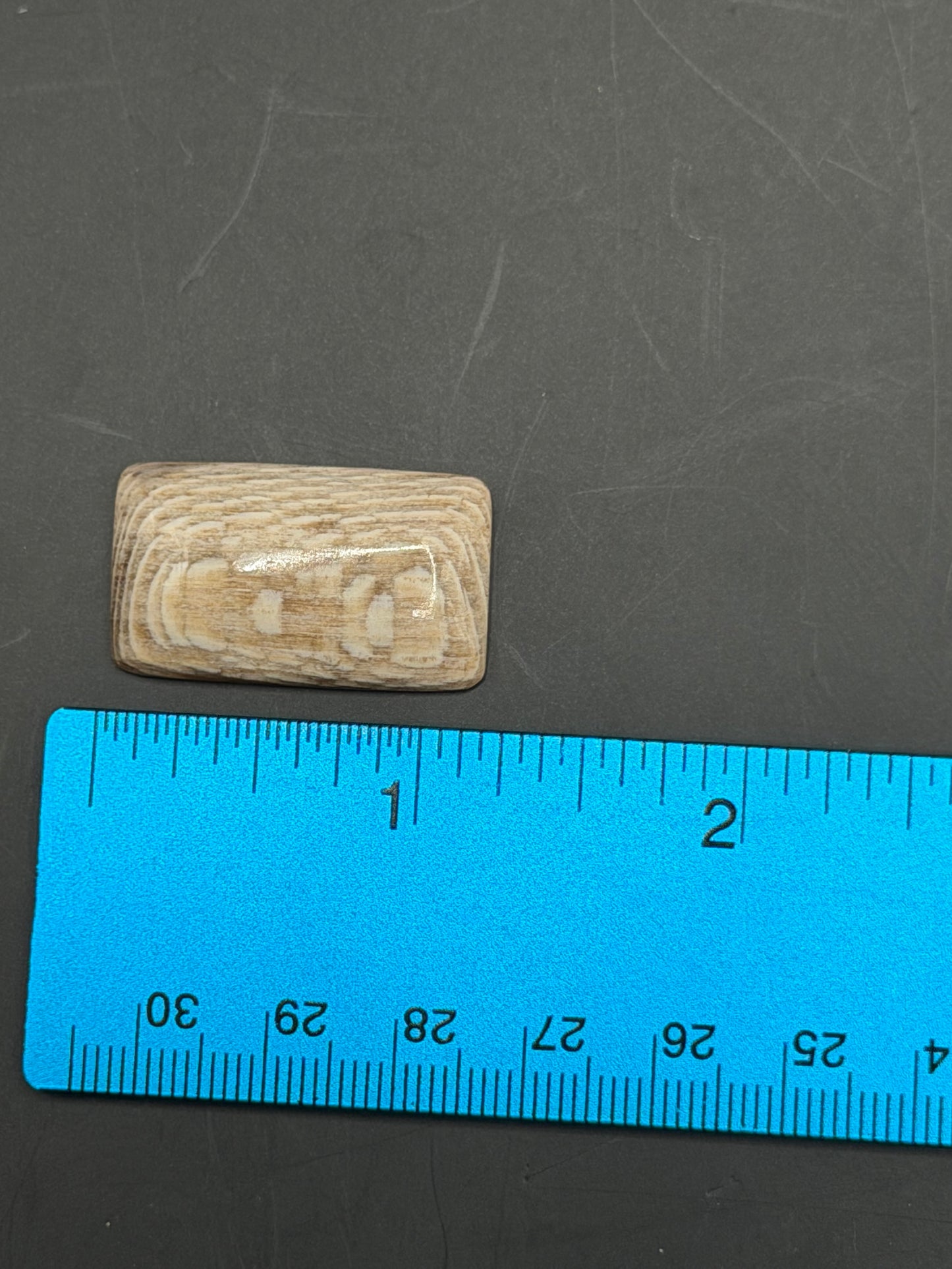 Badger Pocket Petrified Wood