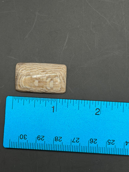 Badger Pocket Petrified Wood