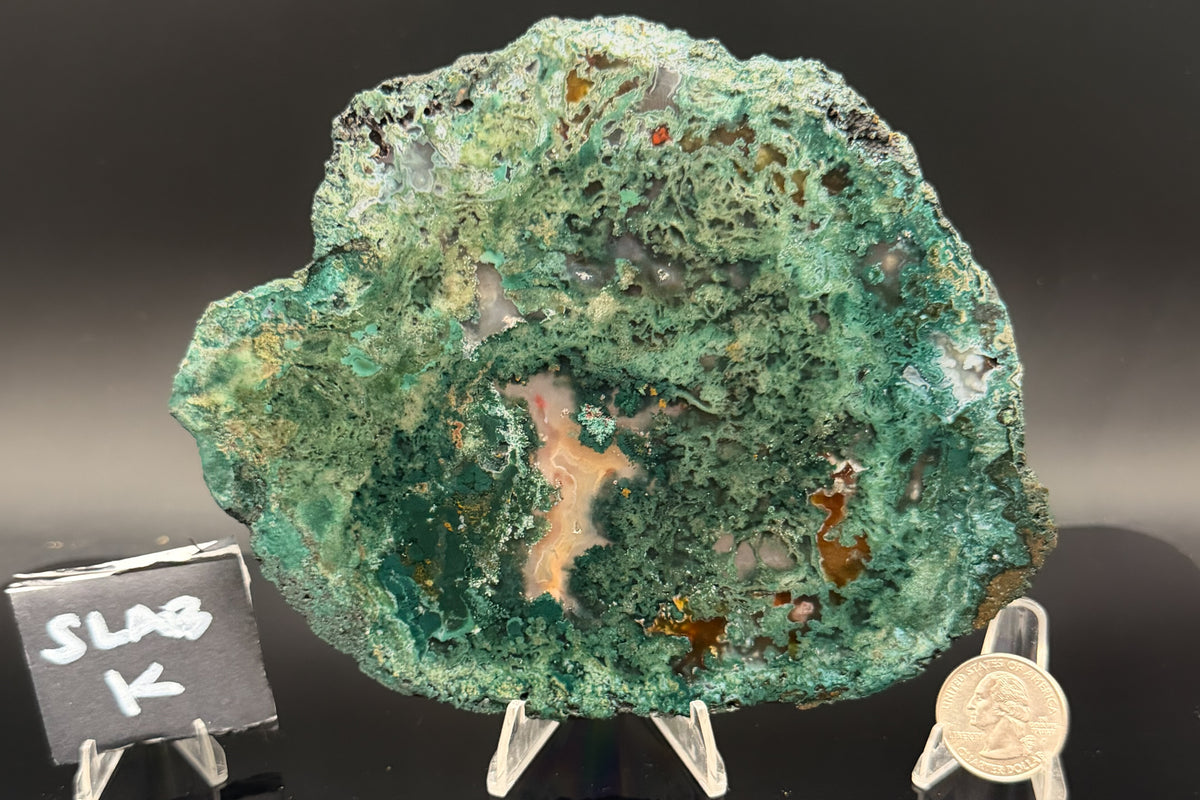 Turkish Limbcast with Agatized Chrysocolla (Unpolished)
