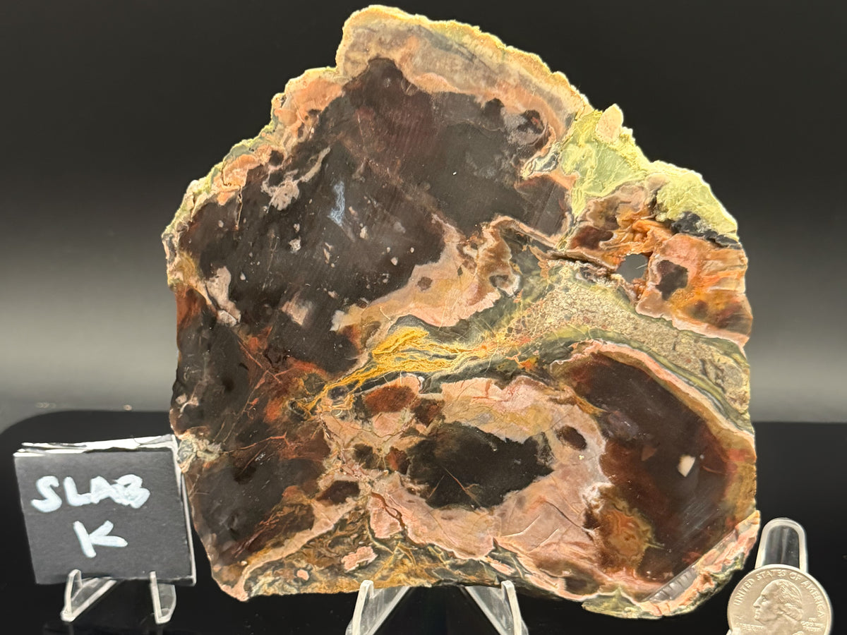Turkish Petrified Wood (Unpolished)