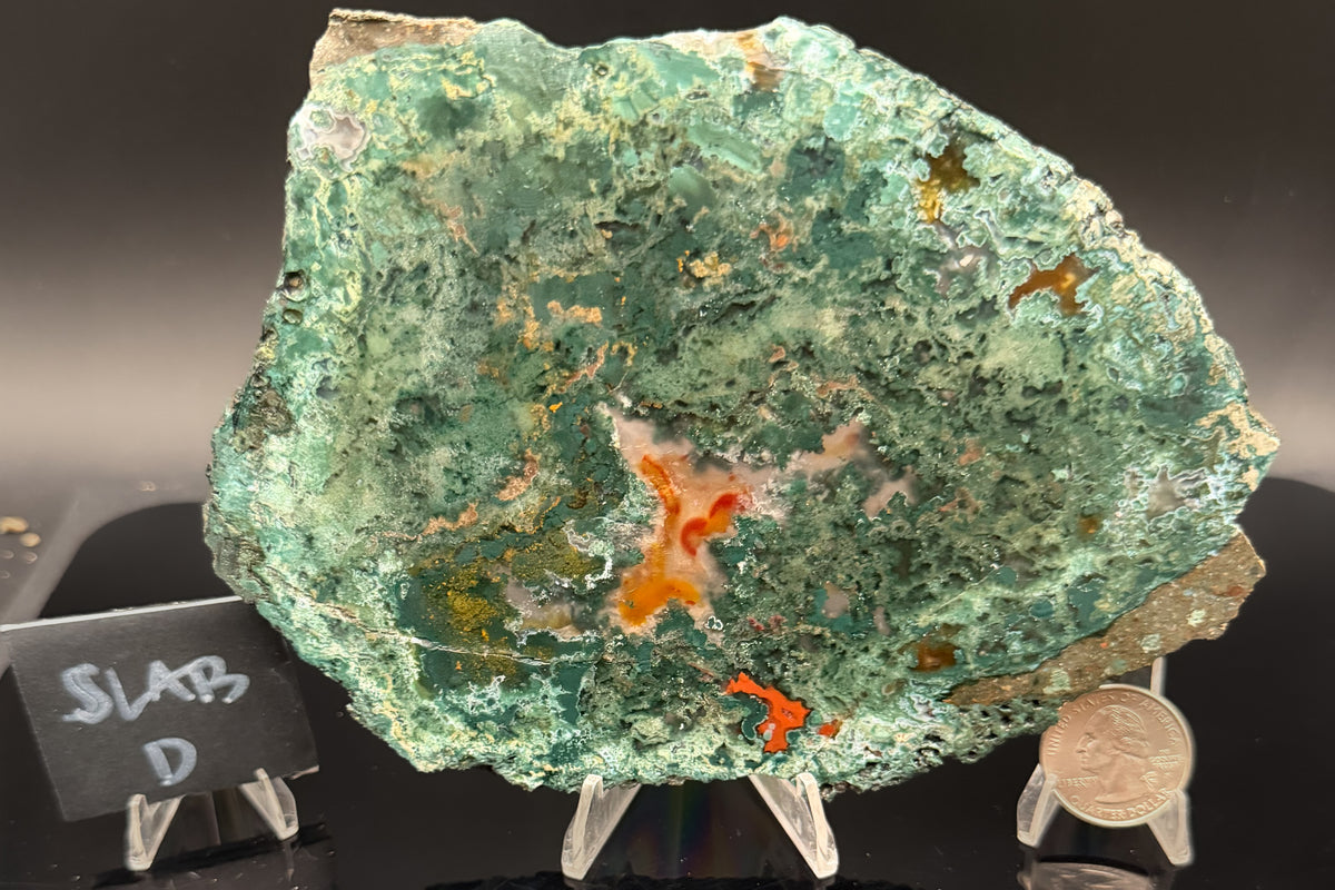 Turkish Limbcast with Agatized Chrysocolla (Unpolished)
