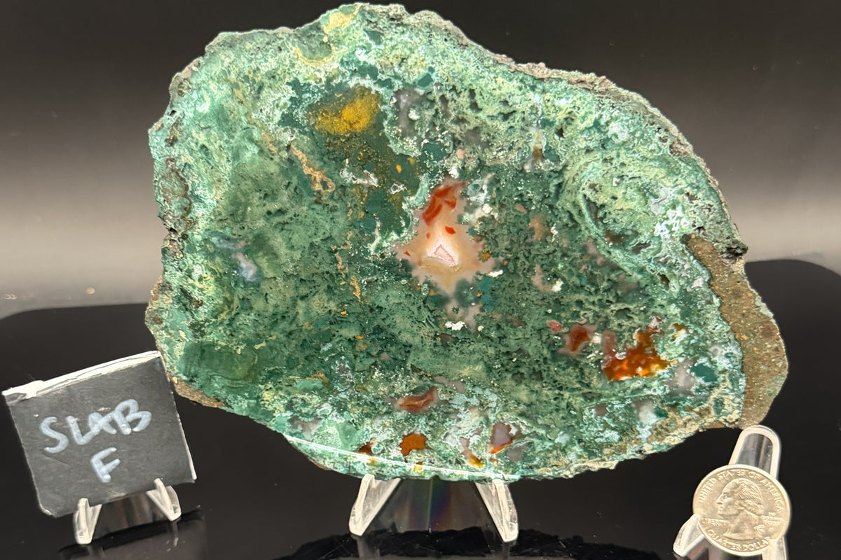 Turkish Limbcast with Agatized Chrysocolla (Unpolished)