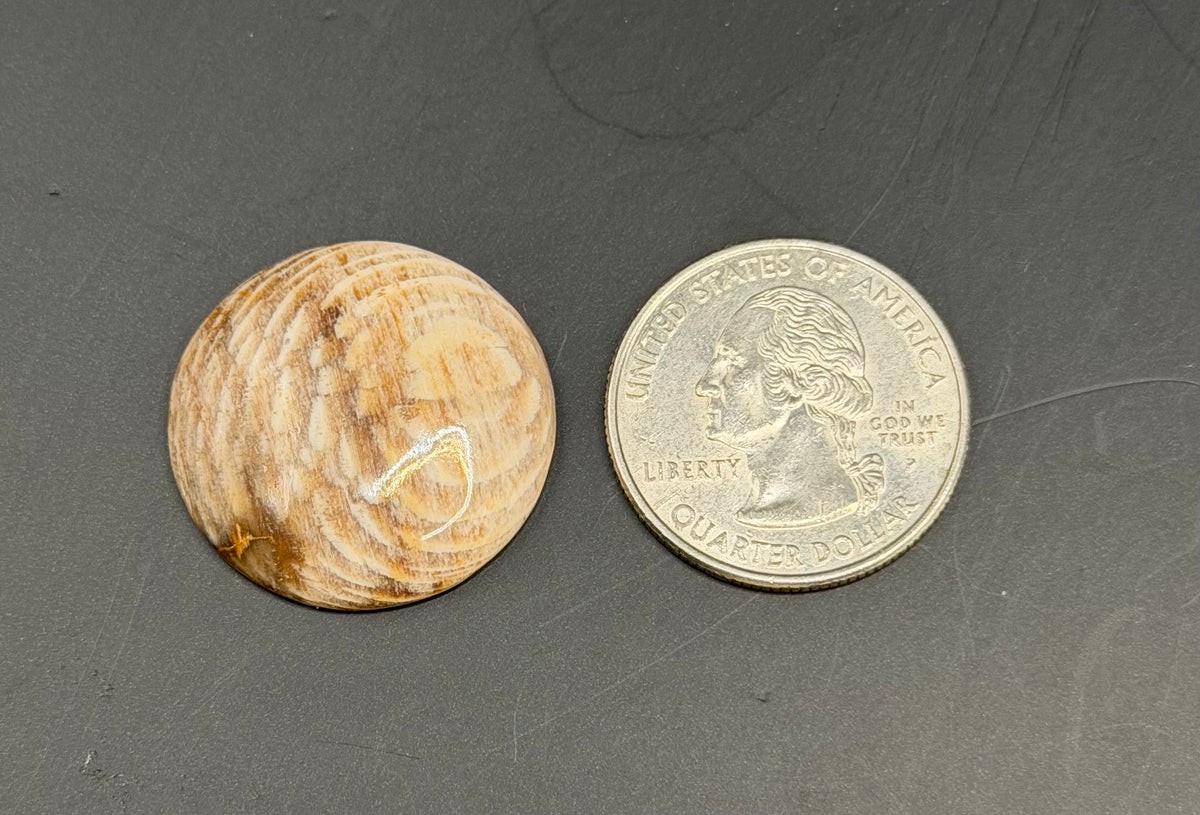 Badger Pocket Petrified Wood