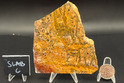 Leopard Skin Rhyolite (Unpolished)