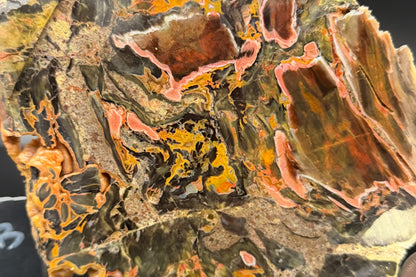 Turkish Petrified Wood (Unpolished)