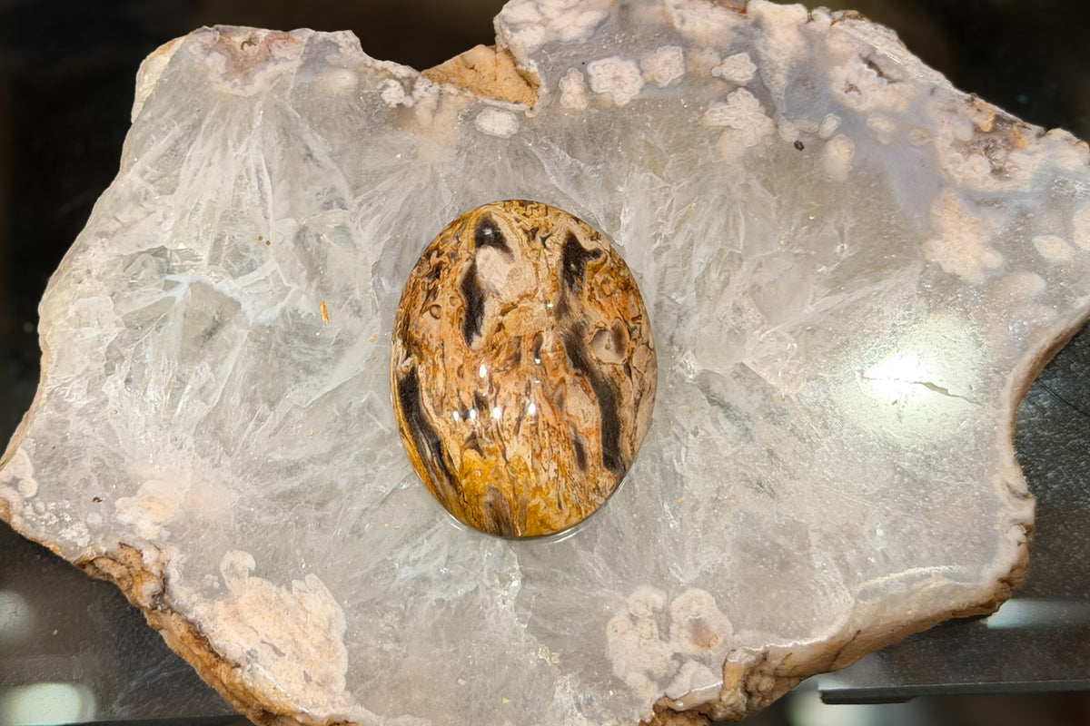 Fossilized Palm Wood Cabochons
