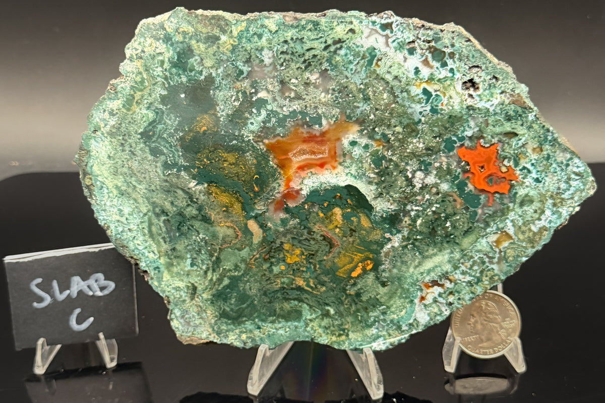 Turkish Limbcast with Agatized Chrysocolla (Unpolished)
