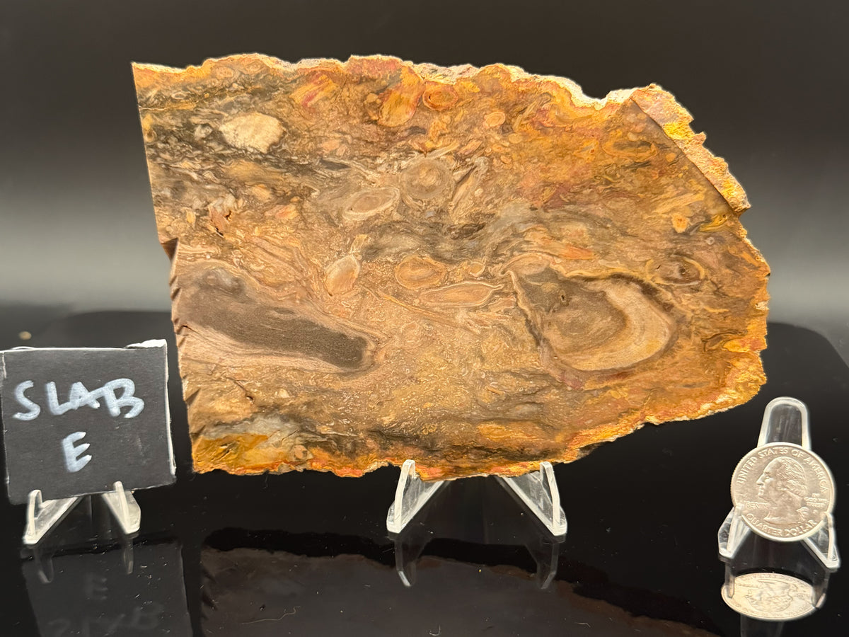 Jasperized Petrified Wood (Unpolished)