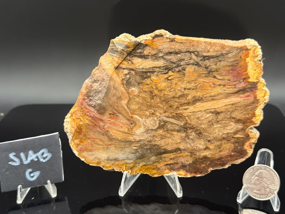 Jasperized Petrified Wood (Unpolished)