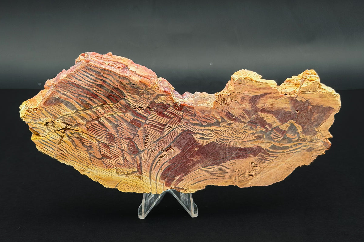 Howardite Jasper